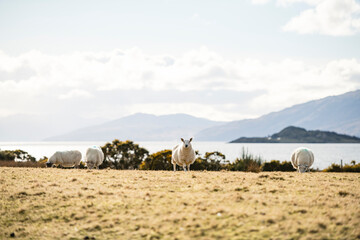 Sheep in a field in Scottish Highlands