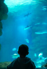 The boy watches the fish in the aquarium.