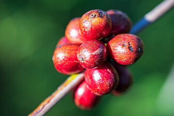 ripe coffee beans in their natural environment