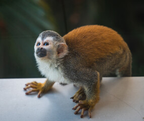 Close up of squirrel monkey sitting on ledge in Costa Rica.