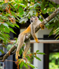 Close up of squirrel monkey laying on tree in jungle of Costa Rica.