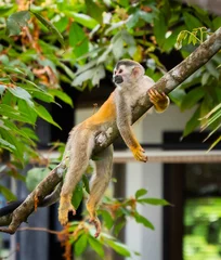  Close up of squirrel monkey laying on tree in jungle of Costa Rica. © Cavan