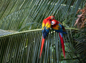 Pair of scarlet macaws preening on palm tree in Costa Rica.