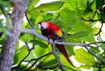 Scarlet macaw sitting on a tree branch in jungle of Costa Rica.