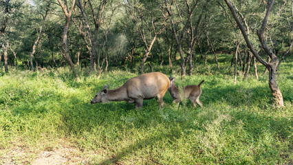 A female Indian deer sambar Rusa unicolor and a cub graze  calmly on the juicy green grass. Thickets of jungle trees grow around. India. Sariska National Park