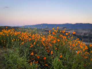 Dusk over poppies during the superbloom in California