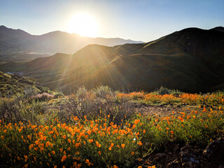Sunset over poppies during the superbloom in California - obrazy, fototapety, plakaty
