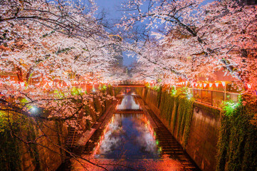 目黒川　桜のライトアップ © 秋実 鶴谷