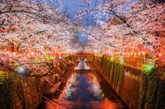 目黒川　桜のライトアップ