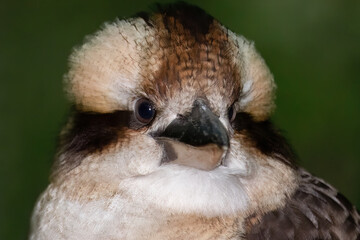 A Closeup of a Laughing Kookaburra