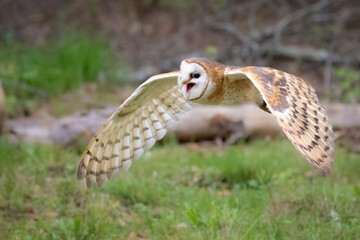 A British Barn Owl in Flight and Calling