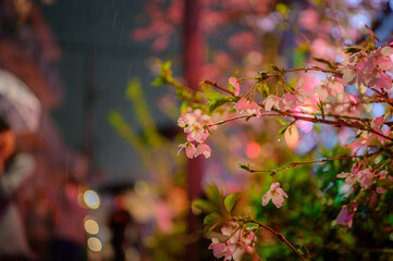 雨に濡れる桜