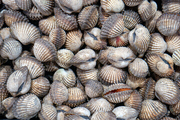 Kerang, Scallops, Fresh cockle, in the supermarket in Yogyakarta, Indonesia