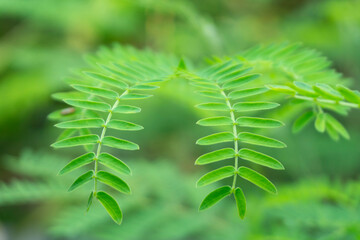 Close up of green tamarind leaves on blur background with copy space