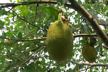 Jackfruit on the tree in the garden with green leaves background.
