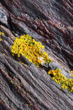 Common Orange Lichen on rocky intertidal zone in Maine