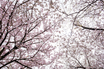 ピンク色の花びらが風になびく枝垂れ桜