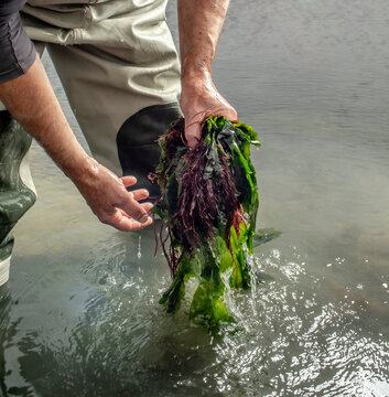 picking seaweed