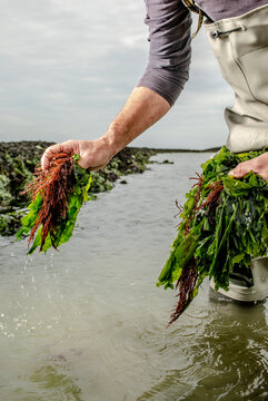 picking seaweed