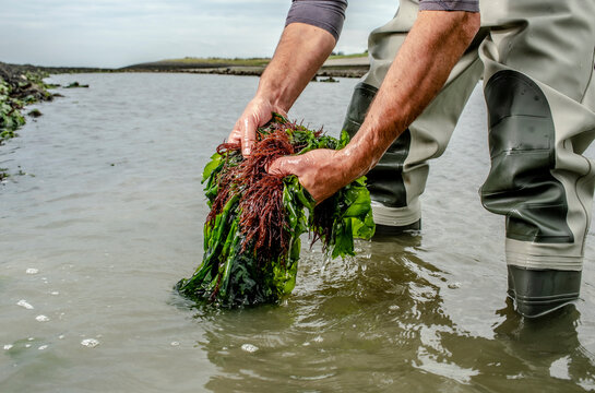 picking seaweed