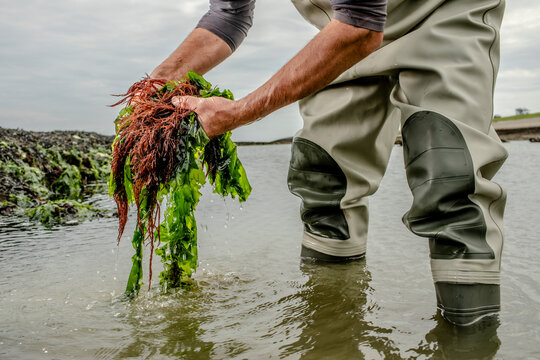 picking seaweed