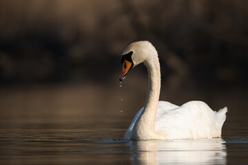White swan with dark background
