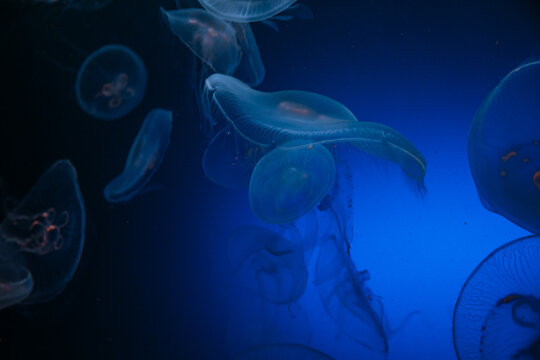 jellyfish