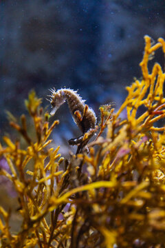 a seahorse among a reef