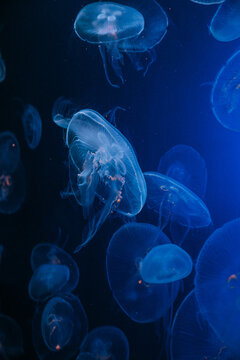 jellyfish