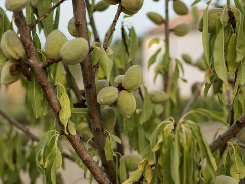 Almonds in an almond tree