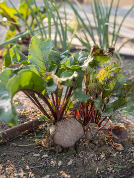 Beetroot plant on a Mediterranean vegetables patch