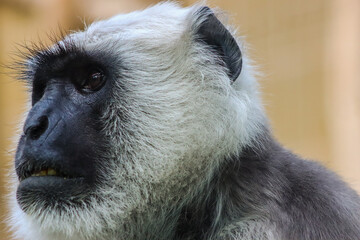 portrait of a grey langur