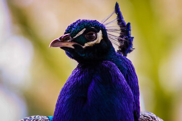 Naklejka premium portrait of a blue peacock