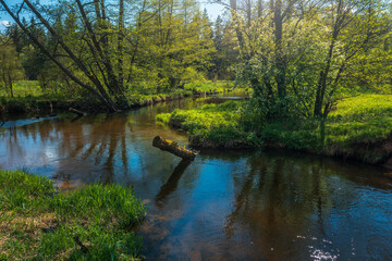 Fototapeta na wymiar A small Usa river in Belarus on a sunny spring day