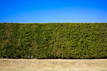 A tall, green, trimmed hedge with a blue sky as copy space above. In the foreground a short, dry,...