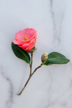 Pink camelia on a marbled surface