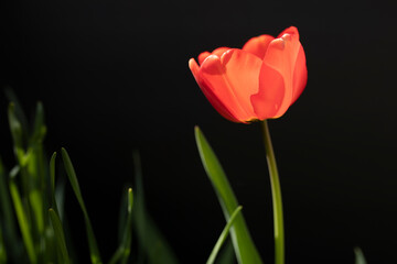 Red tulip against a dark backdrop