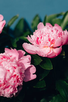 Two light pink peonies in bloom
