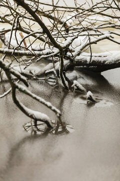 Dead tree in lake