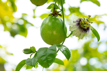 summer, orchard, fruit, plump, green, passion fruit, flower