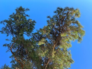 Obraz premium Pine tree in conifer forest.