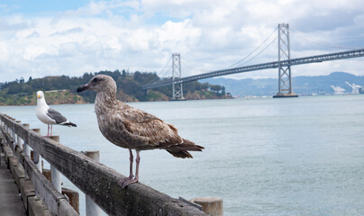 seagulls or sea gulls birds on parapet at seashore