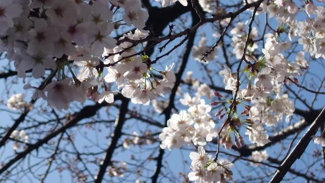風に揺れる桜