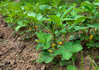 Plants of the peanut on a plantation during flowering close-up from low point of shooting. Peanut tree. Selective focus. 
