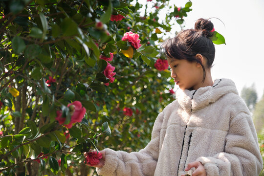 Asian girl picking fresh camellias.
in the camellia grove