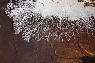 Fungal mycelium on surface of an old wooden salad bowl, lying outside. It consists of a mass of white, branching, thread-like hyphae. Woodlice. Dutch garden. March. - obrazy, fototapety, plakaty