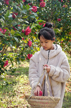 Asian girl picking fresh camellias.
in the camellia grove