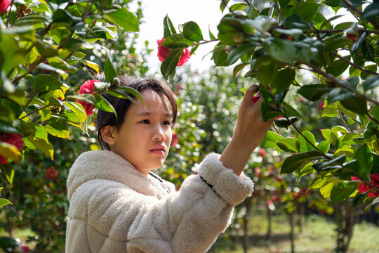 Asian girl picking fresh camellias.
in the camellia grove