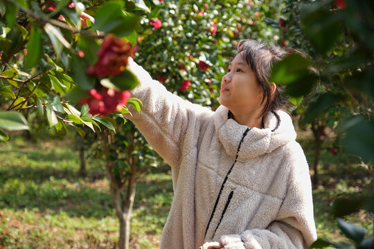 Asian girl picking fresh camellias.
in the camellia grove