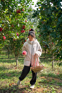 Asian girl picking fresh camellias.
in the camellia grove